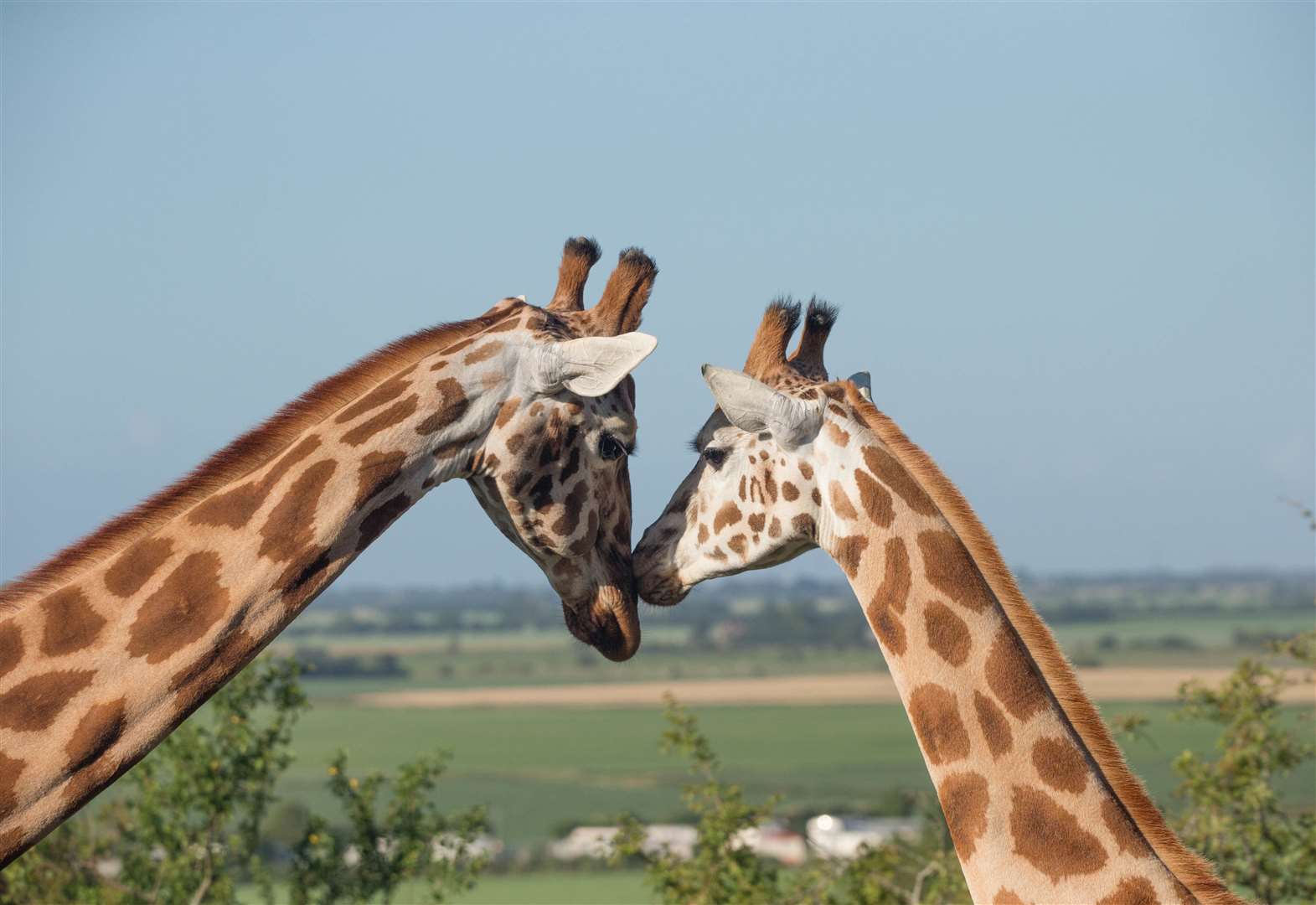 Port Lympne reserve will be reopening this month. Picture: David Rolfee