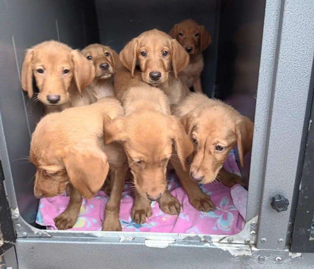 Swale council wants information about the person responsible for dumping the puppies. Picture: Swale Borough Council Stray Dog Service