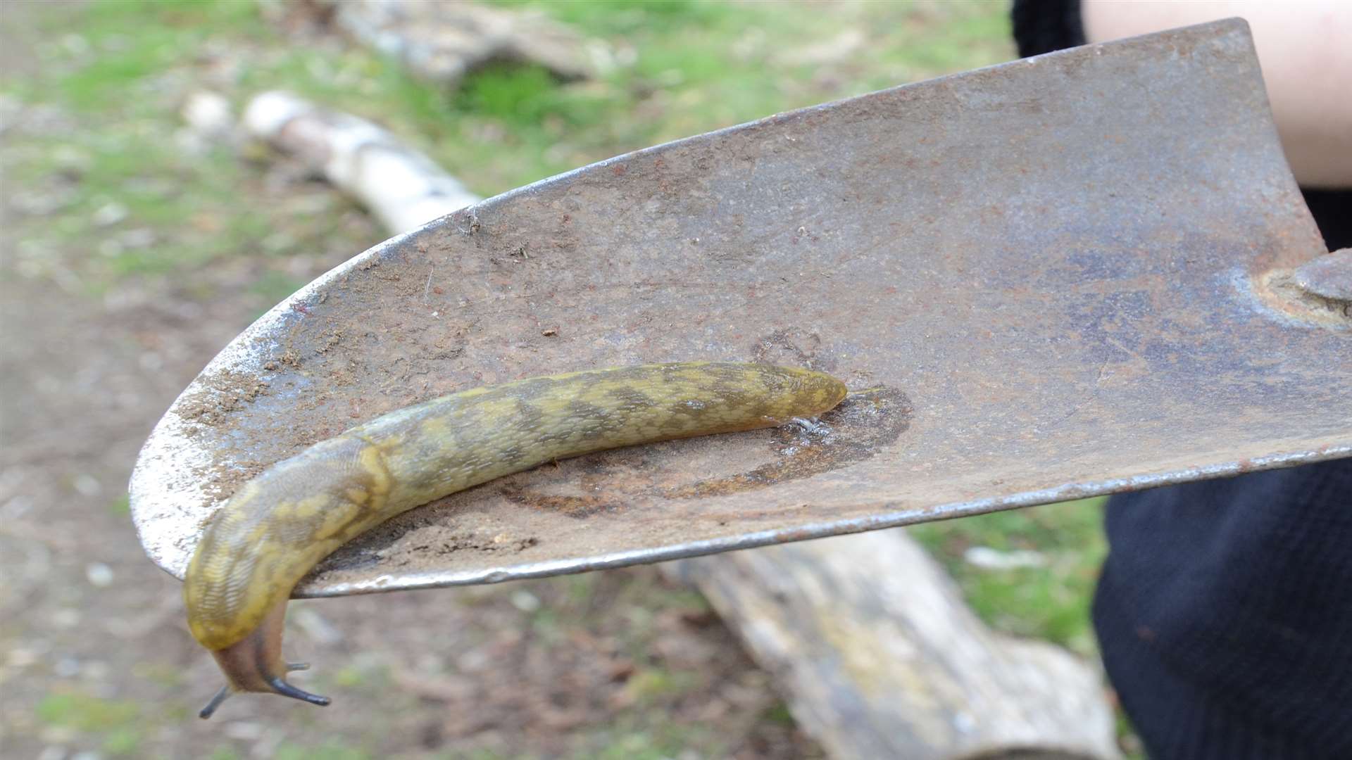 The Green Cellar Slug, which can grow up to 10cm in length. Picture: Rain Communications