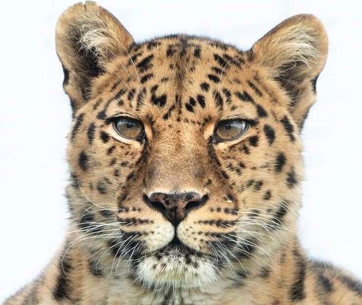 The Big Cat Sanctuary's Amur leopard, Xizi, has died. Picture: The Big Cat Sanctuary