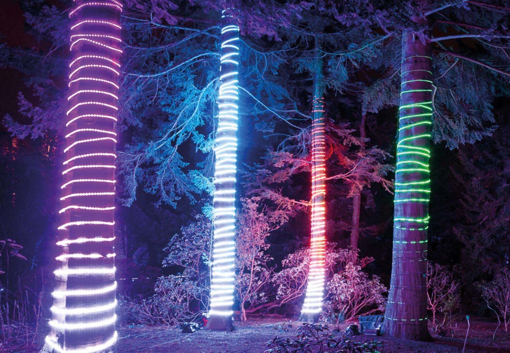 Bedgebury Pinetum will be lit up