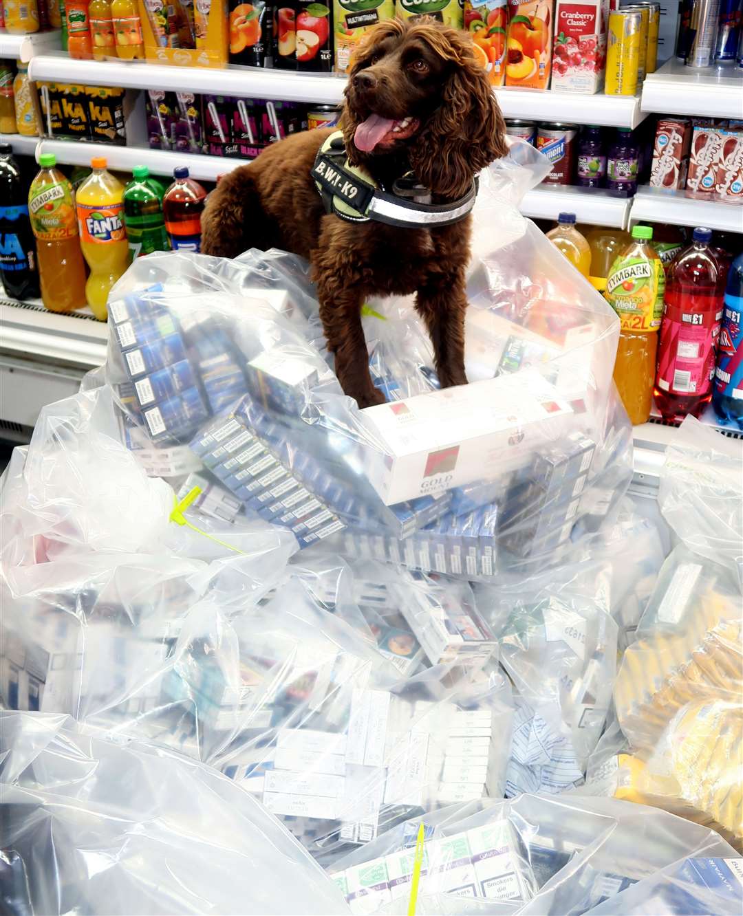 Yoyo the sniffer dog and more than 80,000 illegal cigarettes (13284416)