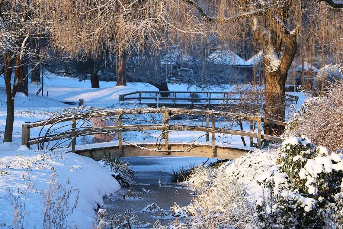 The snowdrops may be under a little bit of snow at Hever Castle