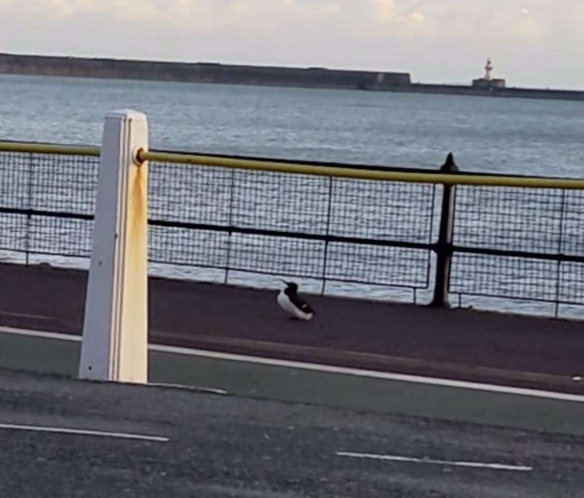 It was seen wandering along the promenade Picture: Stephen Davies