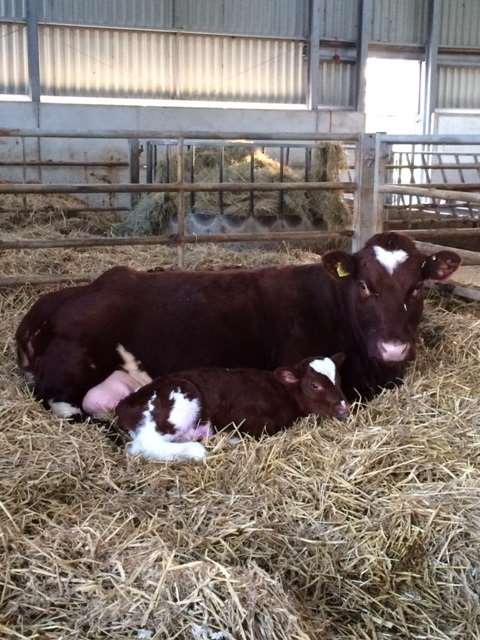 The North School farm's Cora and her calf