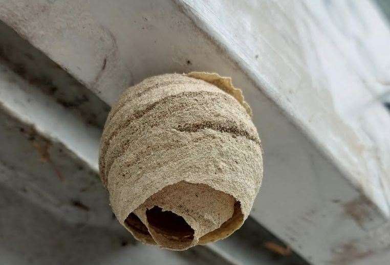 A queen Asian hornet nest. Picture: Paul Jeffries