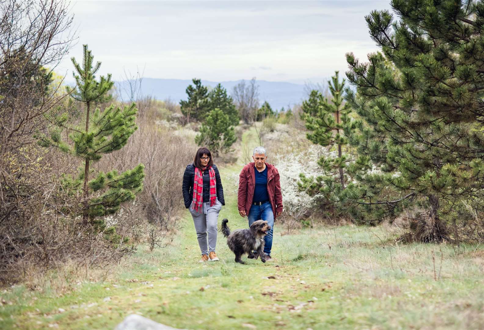 Dog walkers are being told to put their animals on leads when on land designated as ‘open access’. Image: iStock.