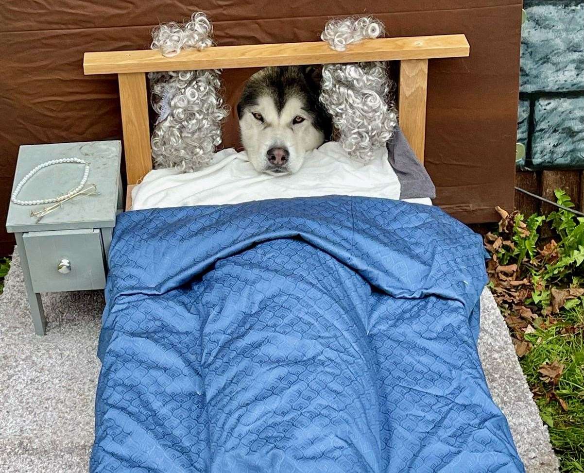 His Alaskan malamute, eight-year-old Hunter, is also part of the display as the big bad wolf. Picture: Kieron King