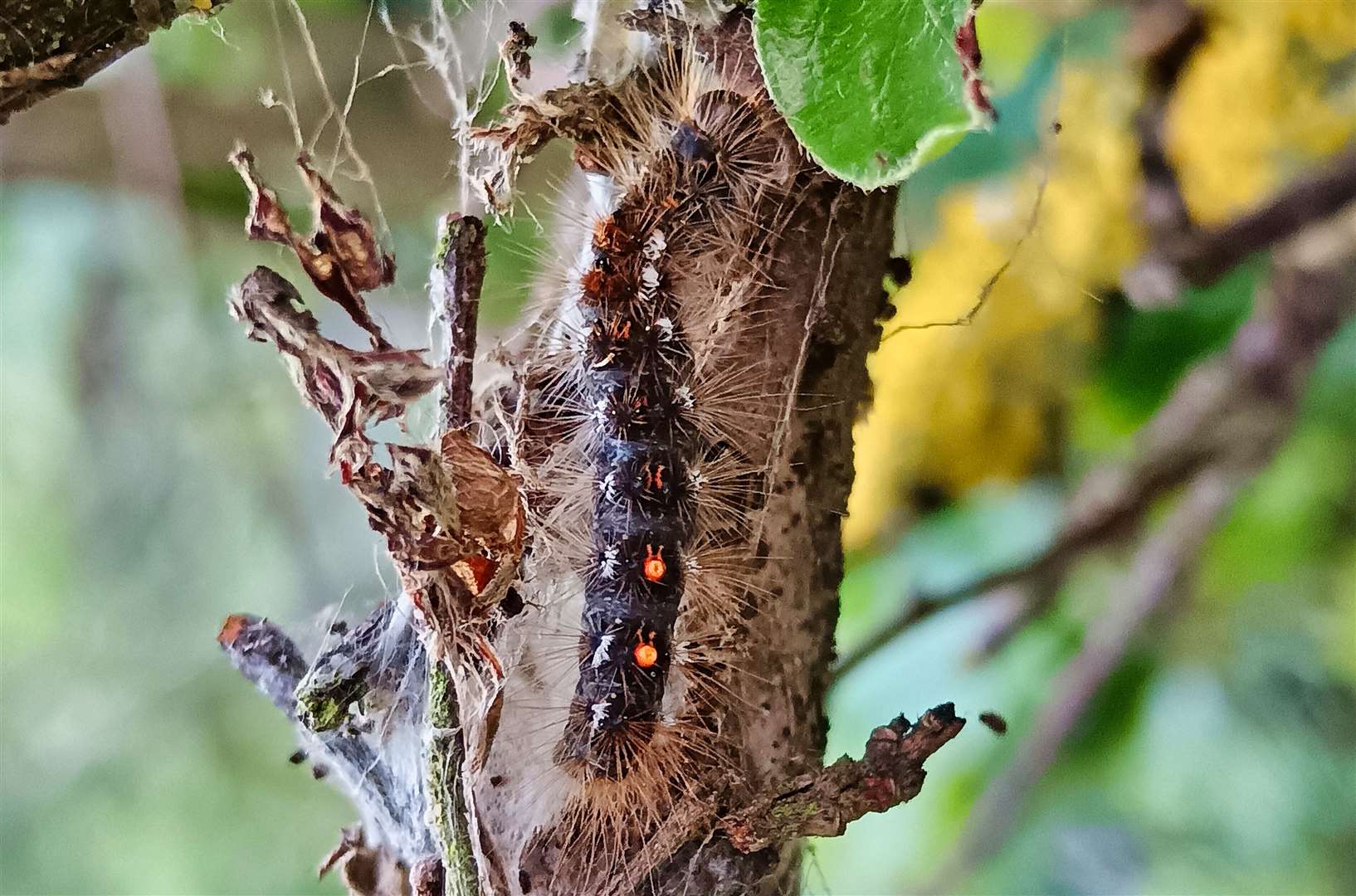 Brown Tail Moth caterpillars have irritant gingery hairs on their body, like this one pictured in The Ridings, Margate. Picture: Nik Mitchell