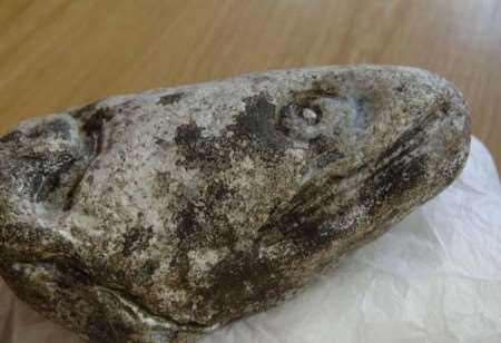 The 80 million year old fish head