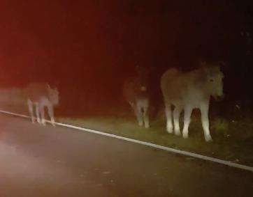 The donkeys were safely taken in by Pets World Kent. Credit: Tia Connolly