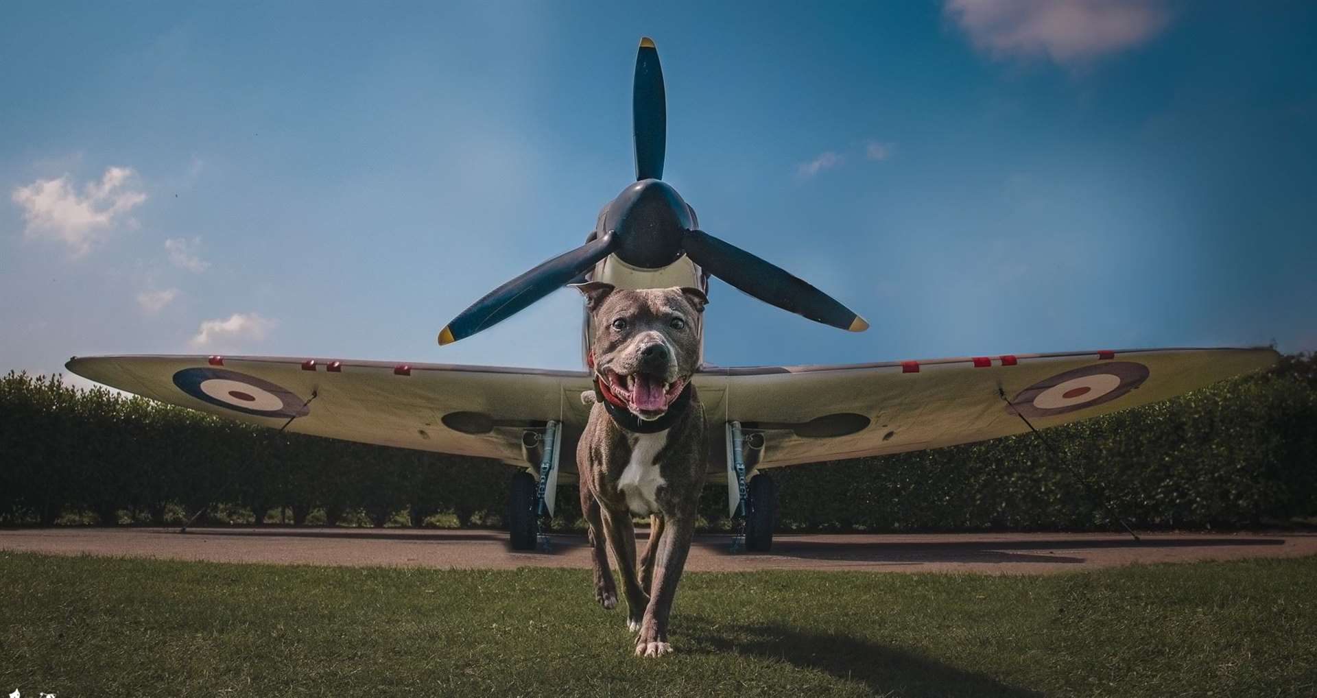 Miss Read started her photography journey by taking pictures of her pets including her dog Kyza