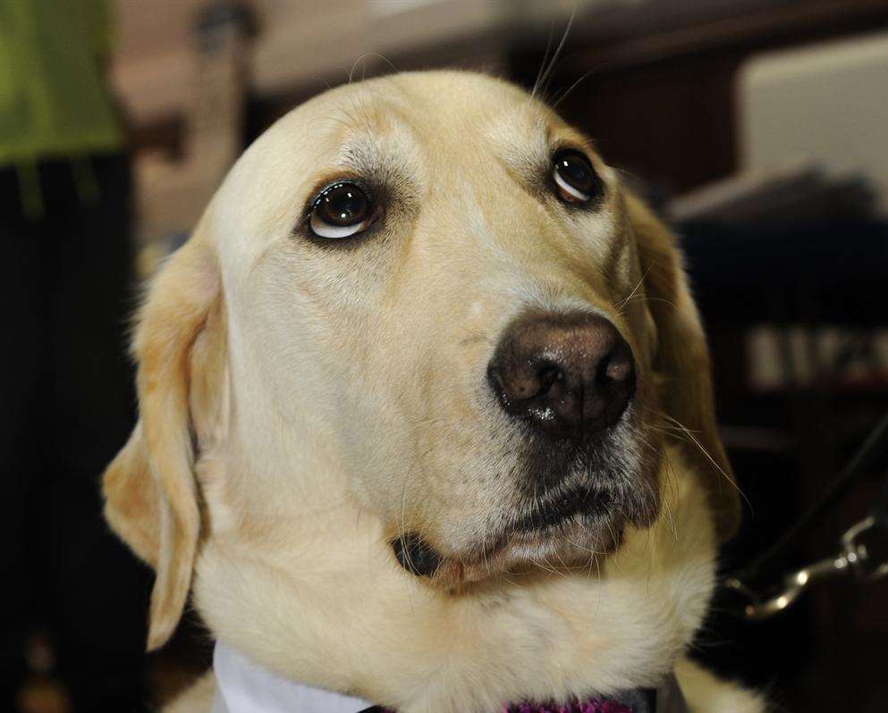 Guide Dogs fund raising day. Zebedee dressed up for the occasion