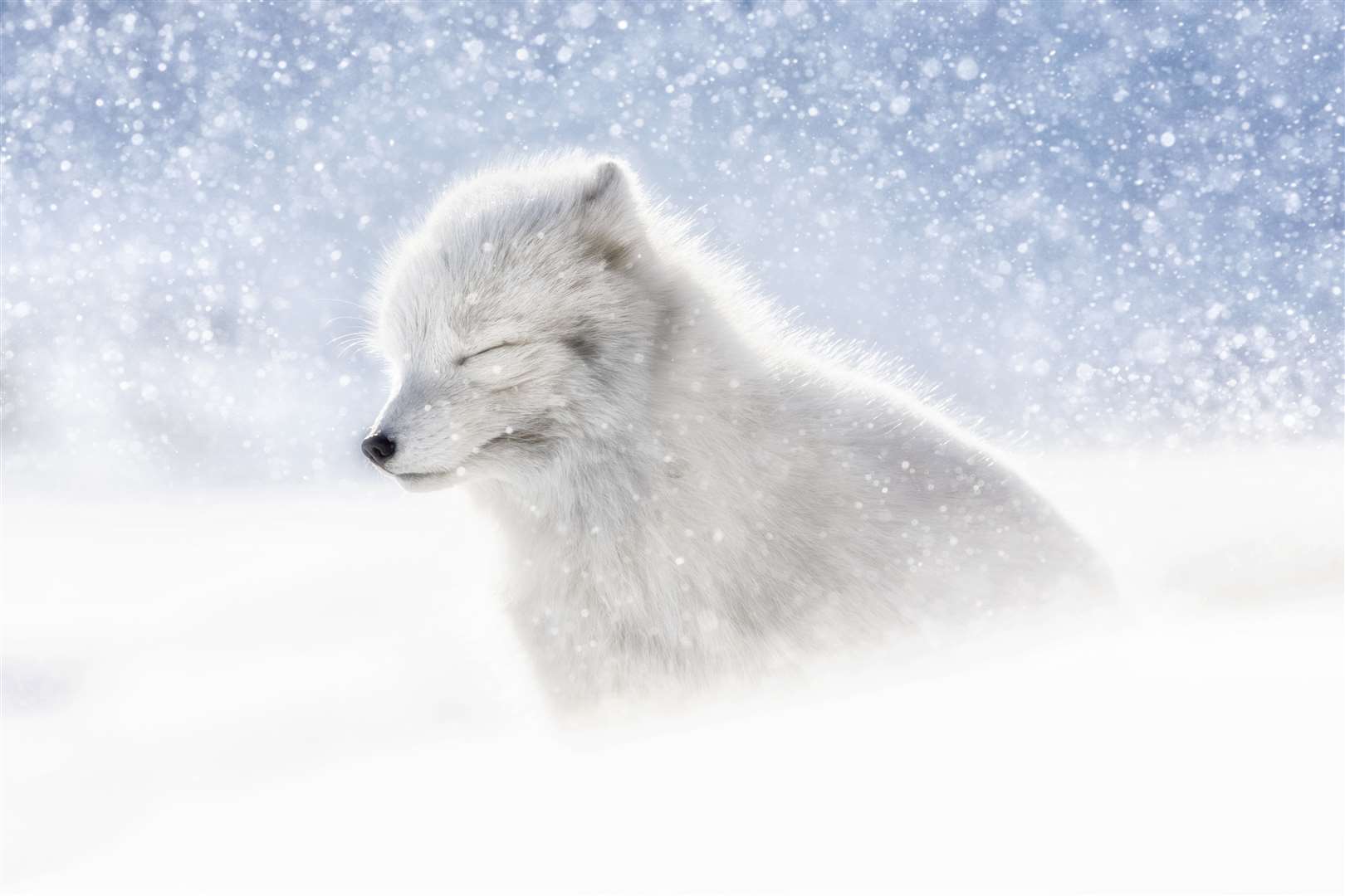 Arctic fox in snow, Northern Svalbard, Norway (Marco Gaiotti/PA)