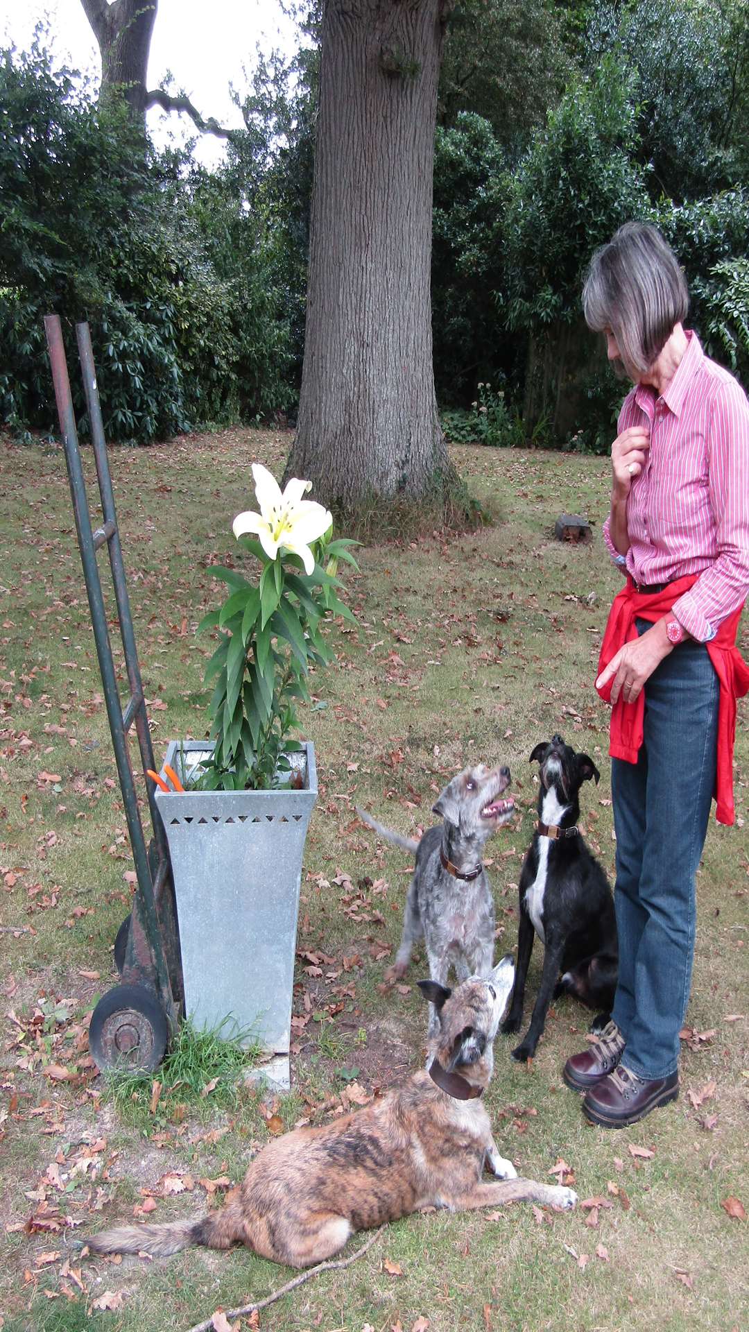 Denise Del Tufo with three of the couples dogs