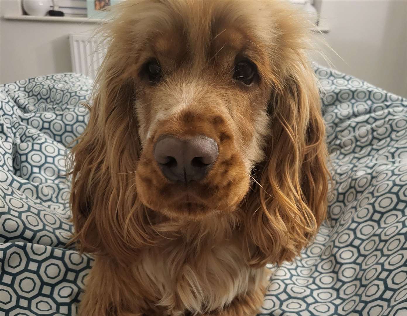 Cocker spaniel Jarvis lives on Sheppey