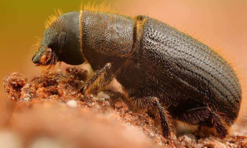 The spruce bark beetle has been found in Ashford (6549436)