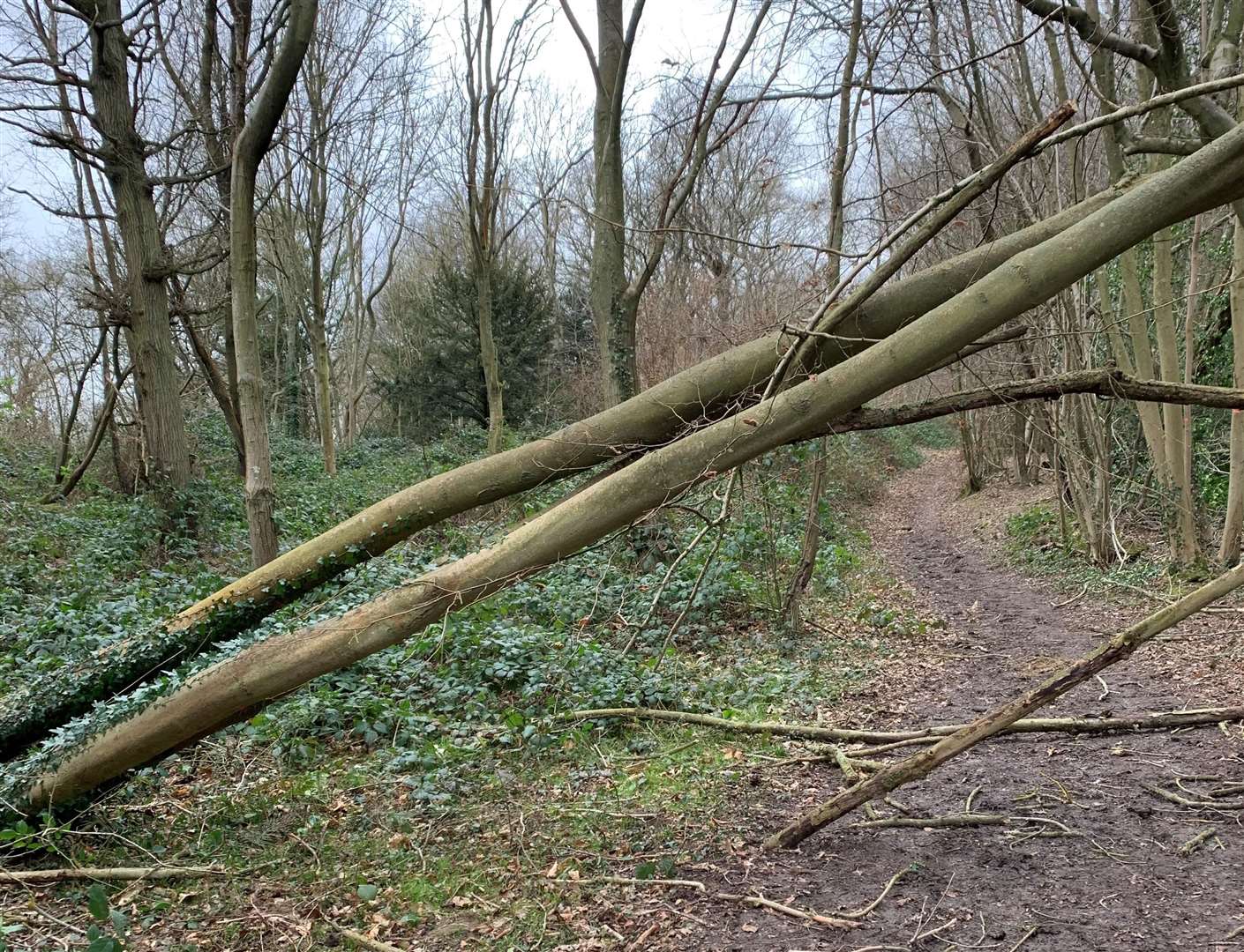 Storm damage at Larkey Valley Wood in Chartham. Picture: Canterbury City Council