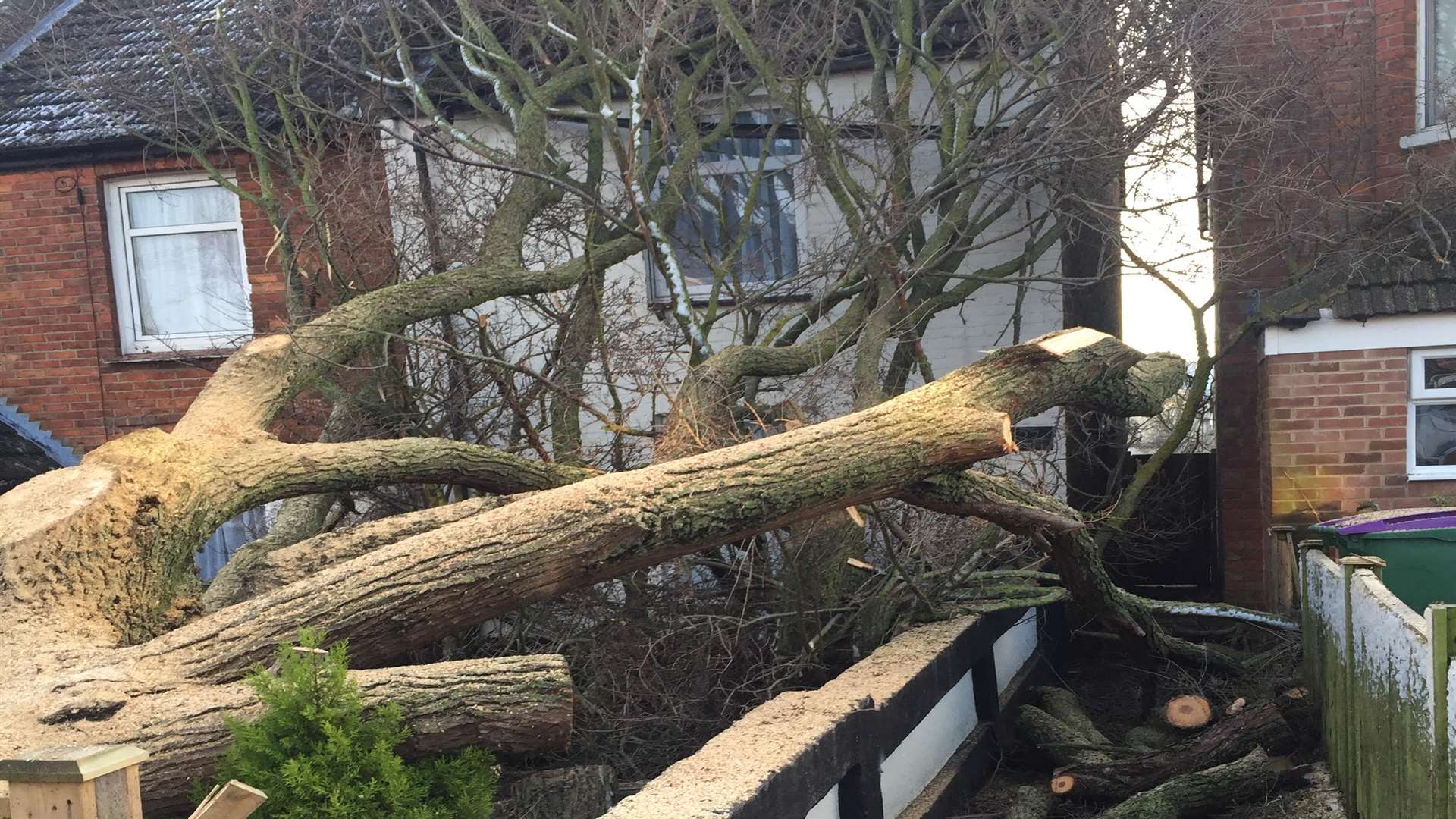 Work has begun to cut up and remove the fallen tree in Stanley Road, Cheriton