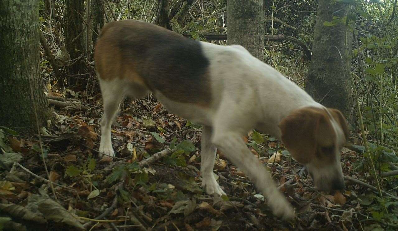 A hidden camera caught Lucky feeding one evening