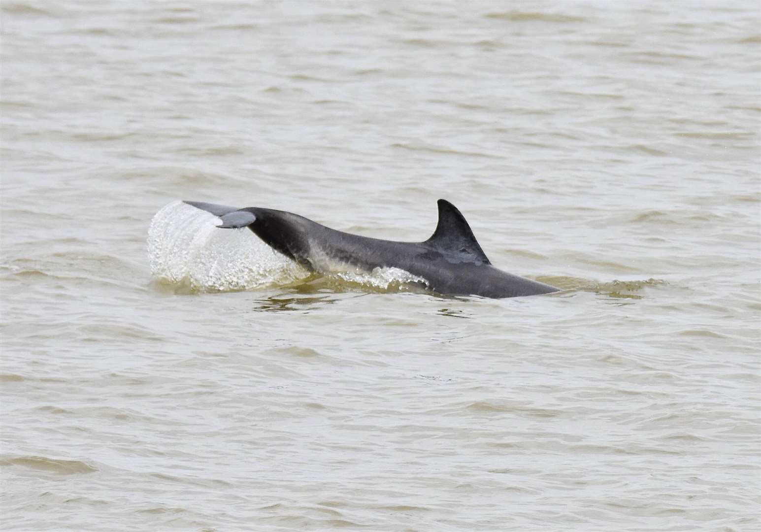 It is thought they have been swimming in the river for a few days. Picture: Jason Arthur