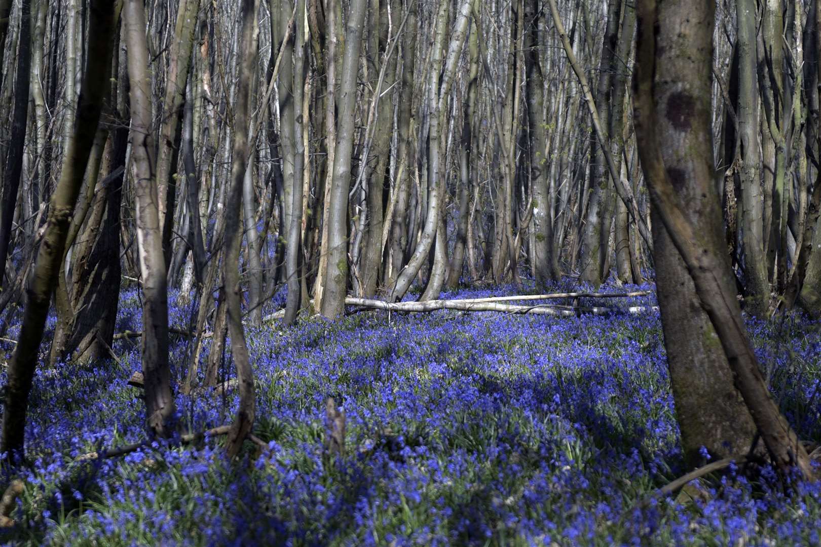 A bed of purple in Challock