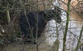 The RSPCA rescued Harris, a black colt, from freezing water in marshland in Gravesend