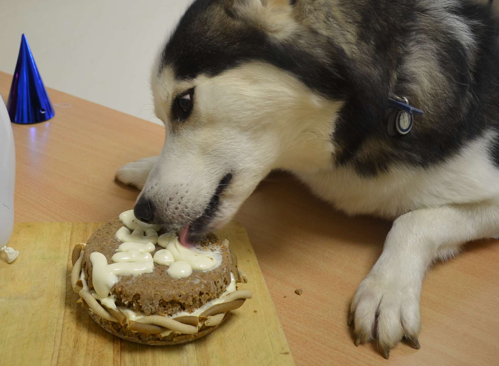 The adorable pooch has different coloured eyes: one blue and one brown