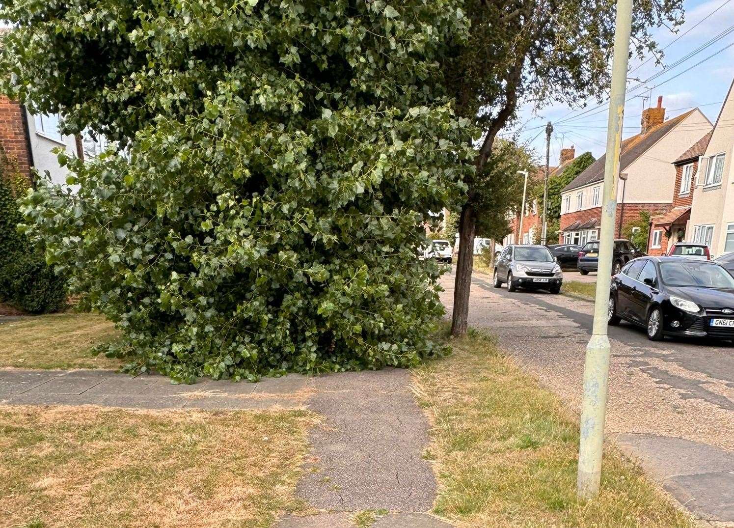 The overhanging trees in Sunnyhill Road, Herne Bay. Picture: Jack Keam