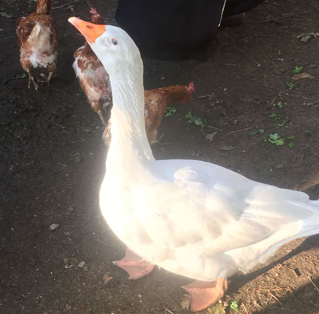 Freddie the goose had quite an extraordinary journey. Picture: Charlie Grant