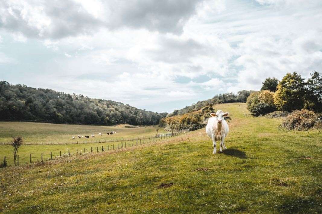 Chilton Farmyard is in Alkham Valley in Kent