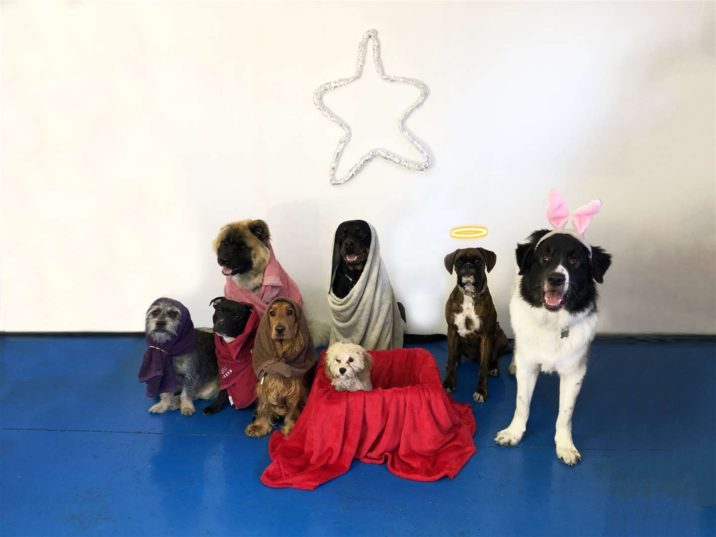 The dog nativity