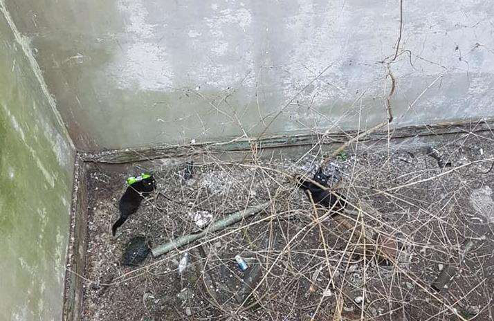 Two cats were stuck in a pit. Picture Cats in Crisis (7431143)