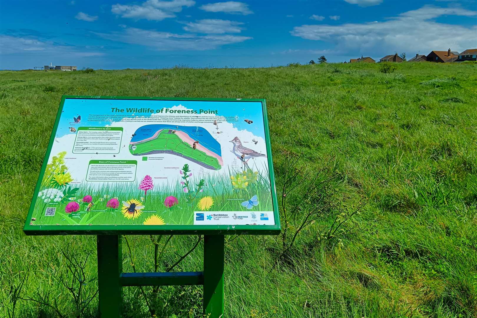 The caterpillars were found in hedges at The Ridings, Margate near Foreness Point and Botany Bay. Picture: Nik Mitchell