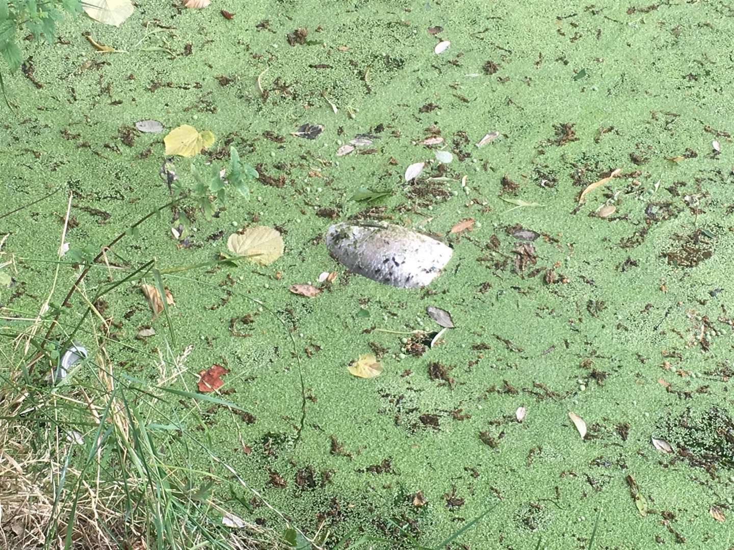 A lifeless fish floating on the River Stour surface Picture: Frank Todd