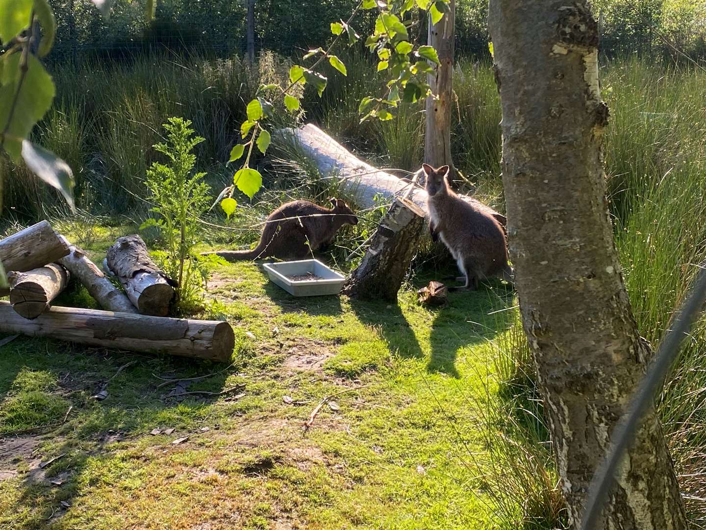 The Wallaby enclosure at Wildwood