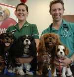 Vet Ian Johnson and nurse Cheryl Legg with Cavalier King Charles Spaniels. Picture: Matthew Walker