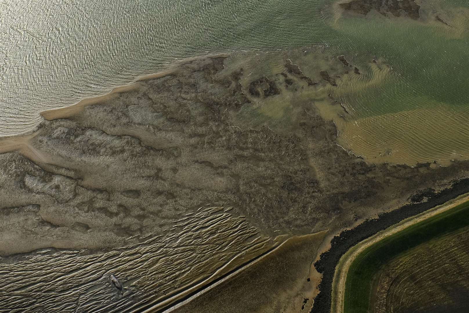 The sperm whale carcass off Sheppey, between Elmley and Harty. Picture: Tom Banbury