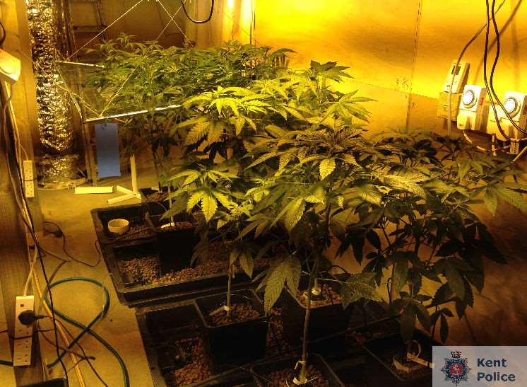 Inside the Tonbridge cannabis factory