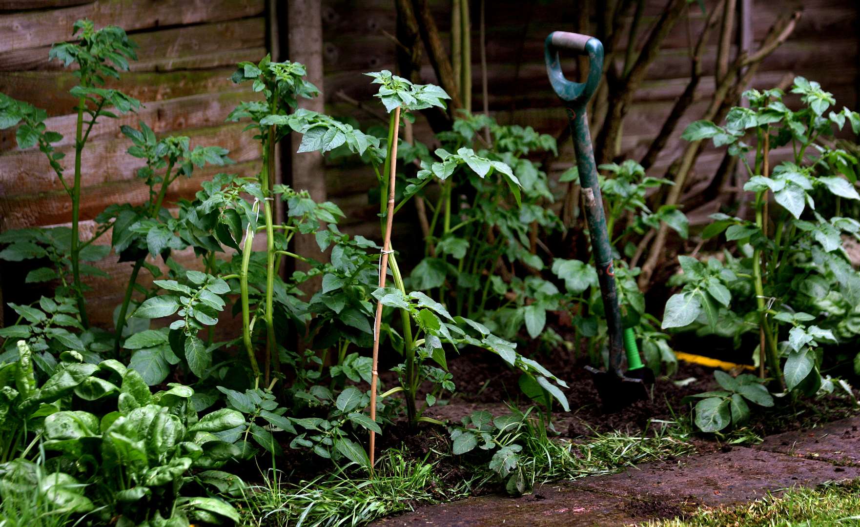 There has also been a surge in people researching growing your own (Anthony Devlin/PA)