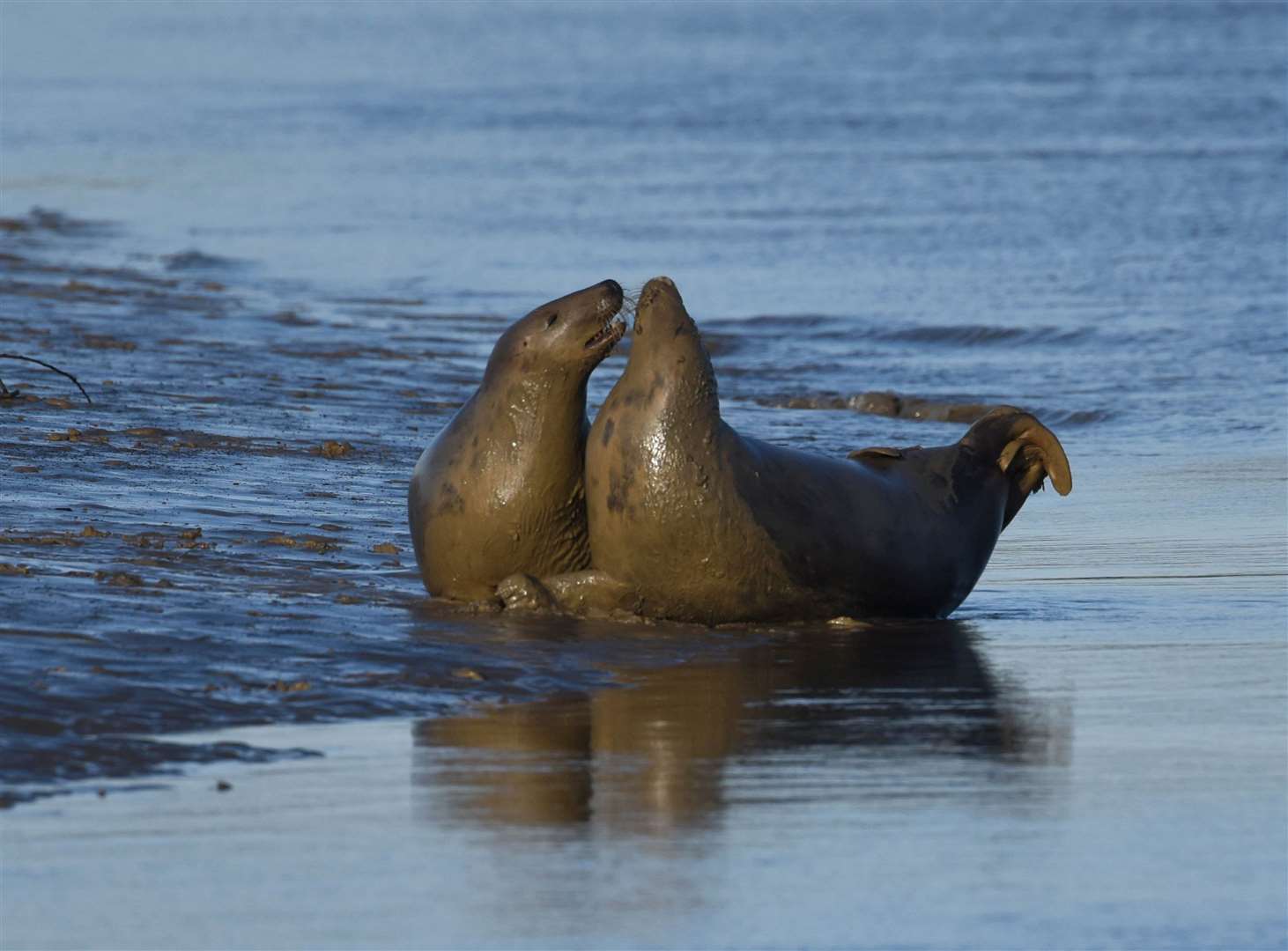 A multi-agency operation to protect seals and other wildlife at Pegwell Bay between Sandwich and Ramsgate. Picture: John Wilson