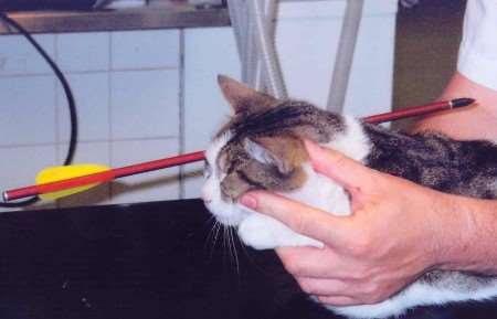 The cat was put out of its misery by a vet. Picture: RSPCA