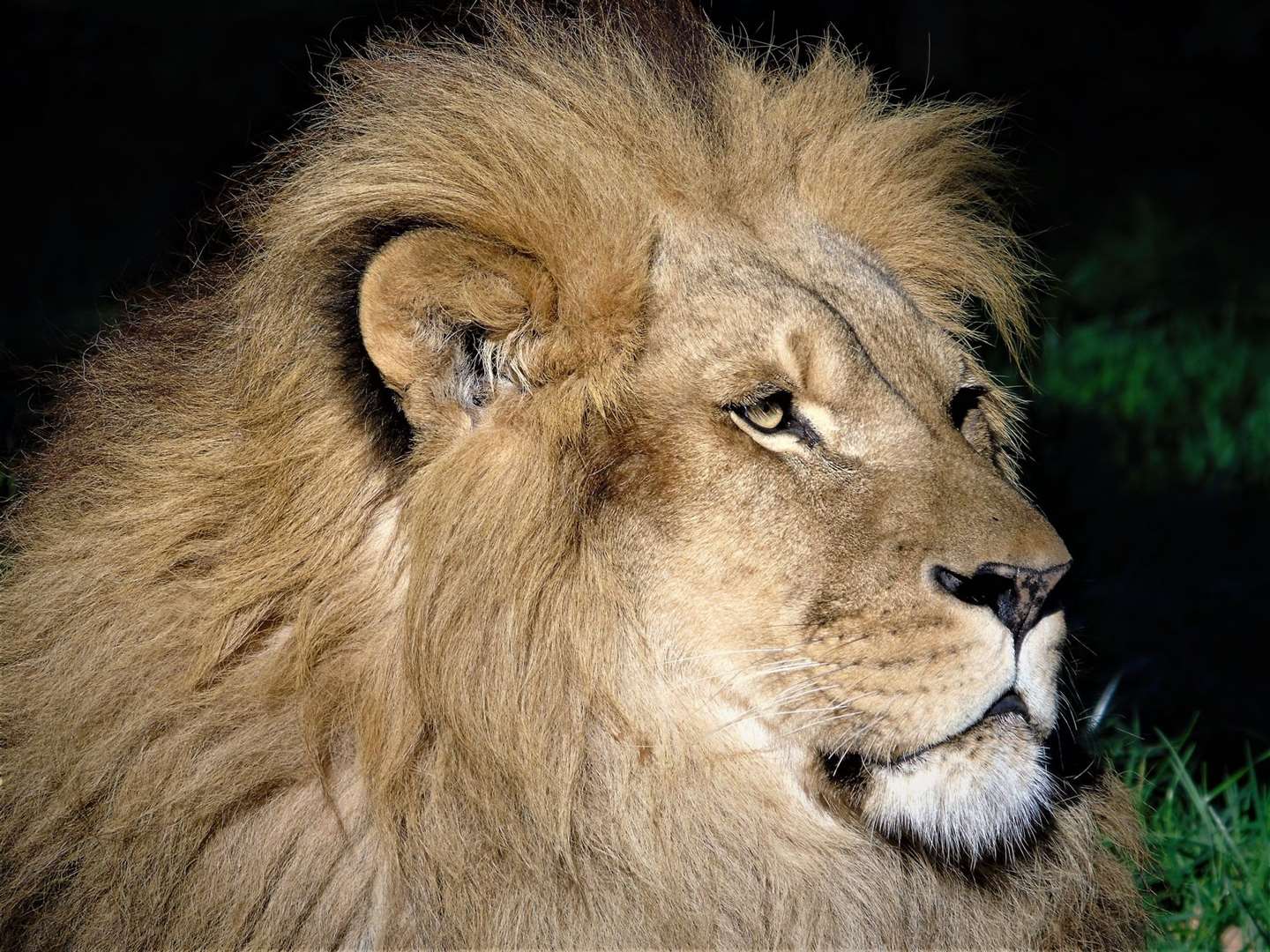 Brutus lived a happy life at Wingham for a decade. Picture: Wingham Wildlife Park