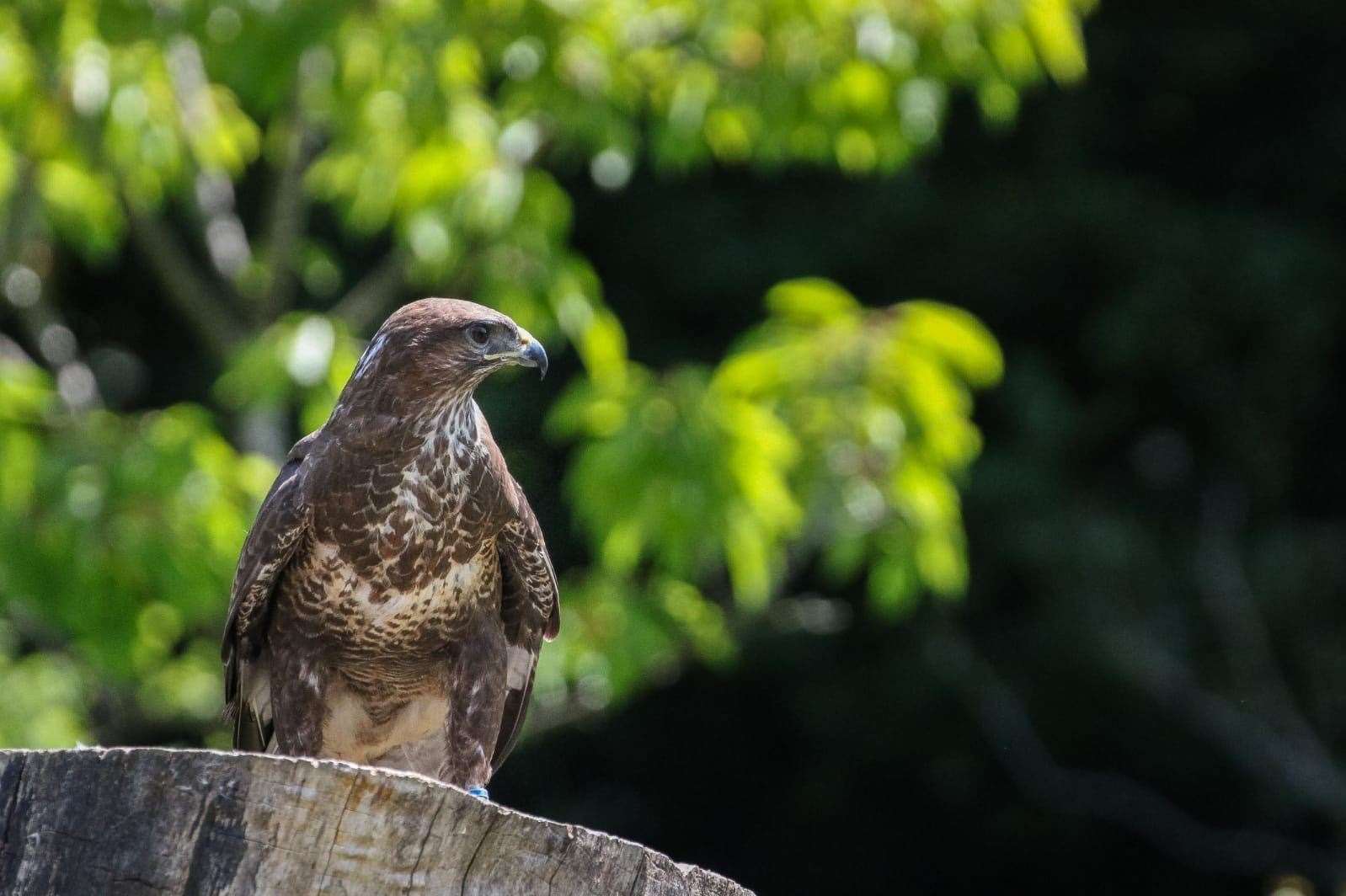 Visitors to the Tudor Weekend can also see Willows' birds of prey