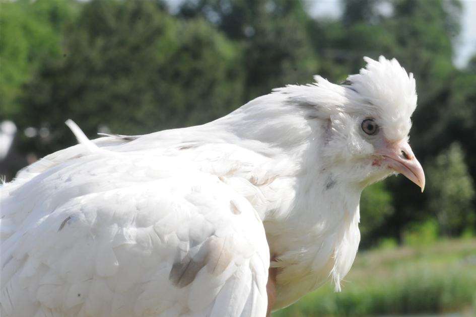 One of the blue egg laying chickens