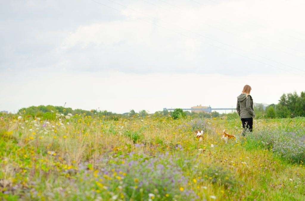 The Swanscombe Marshes were awarded SSSI status which campaigners say needs to be confirmed as soon as possible by the government to give it the full legal protection. Picture: Daniel Greenwood