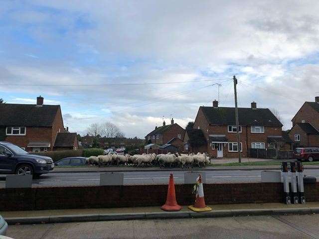 Sheep on the loose in Westerham. Picture: Charlie Wager