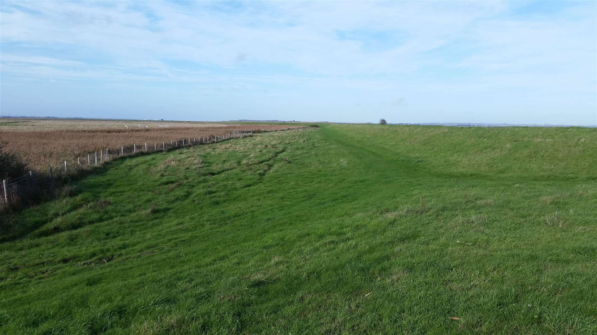 A section of the Cleve Hill site which will be developed on. Picture: Brian Jefferys