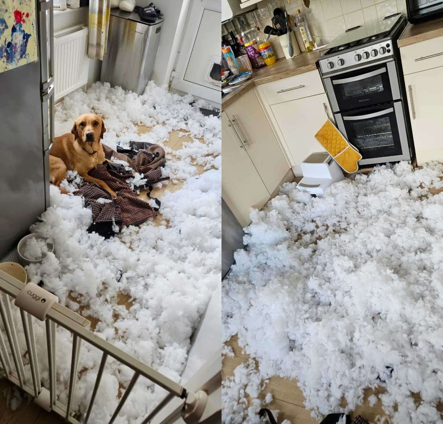 Amy Ross shared these pictures of Neville the labrador who seems to have created a bit of a mess in the kitchen