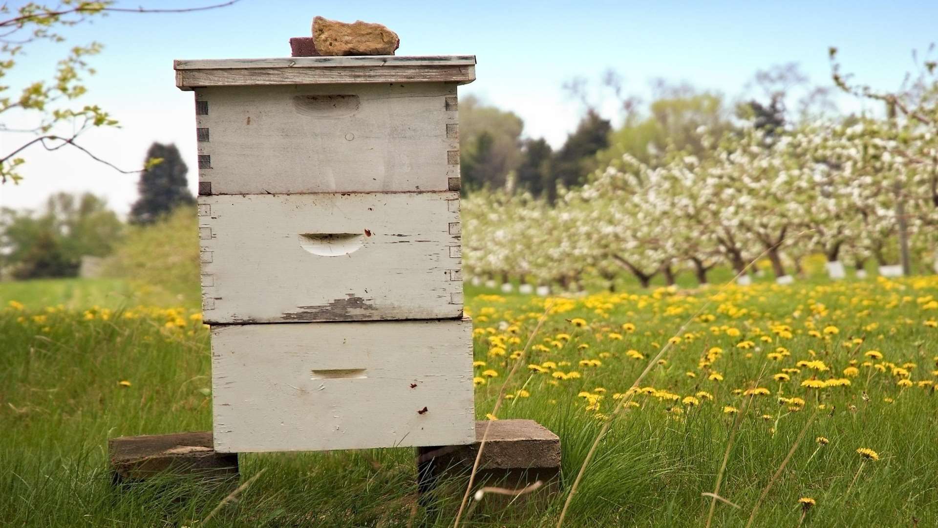 Beehives were burnt down in what police are treating as a suspicious fire